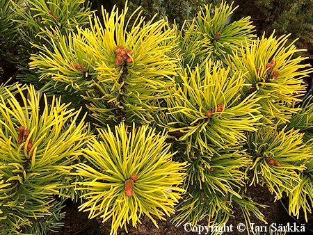 Pinus mugo 'Carsten's Wintergold', kääpiövuorimänty